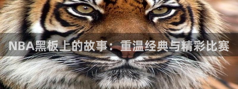 河豚篮球赛事直播