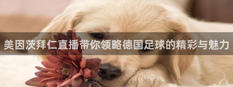 河豚在线nba直播：美因茨拜仁直播带你领略德国足球的精彩与魅力